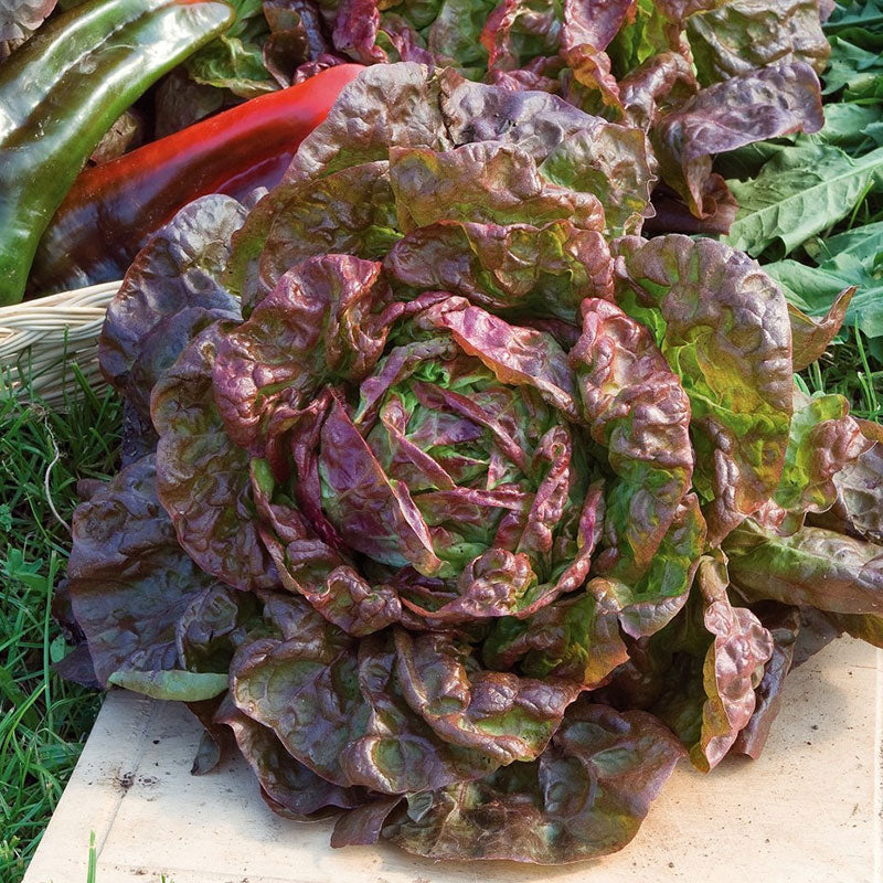 marvel four seasons lettuce
