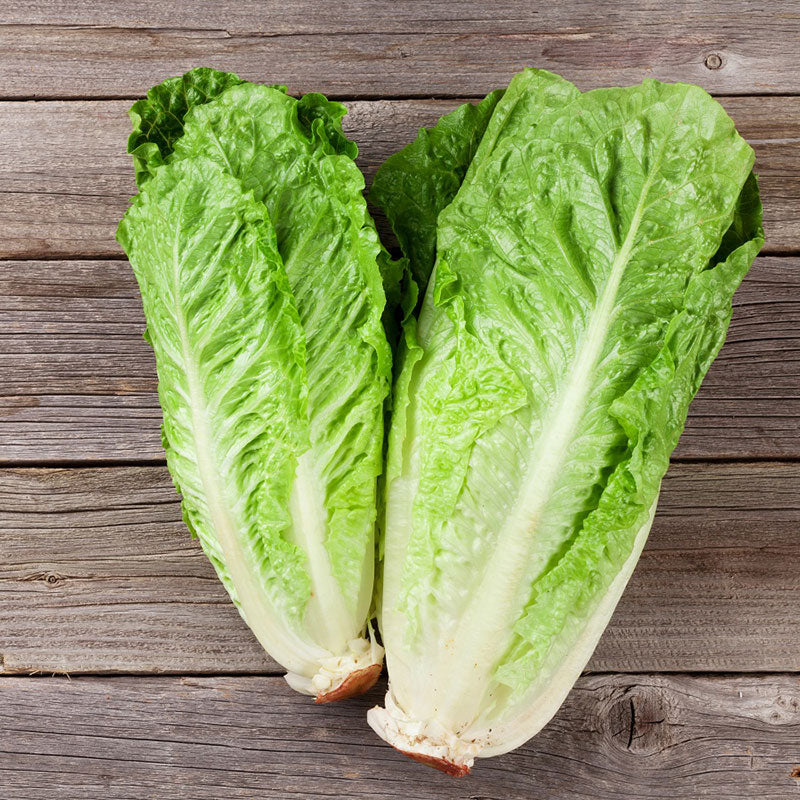 paris white cos lettuce