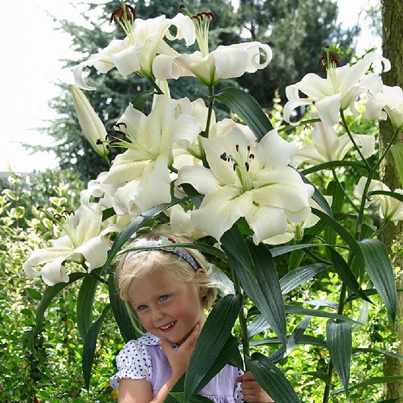 Giant lily deals