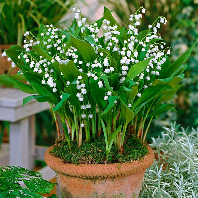 Convallaria majalis (Lily of the Valley, Lily-of-the-valley
