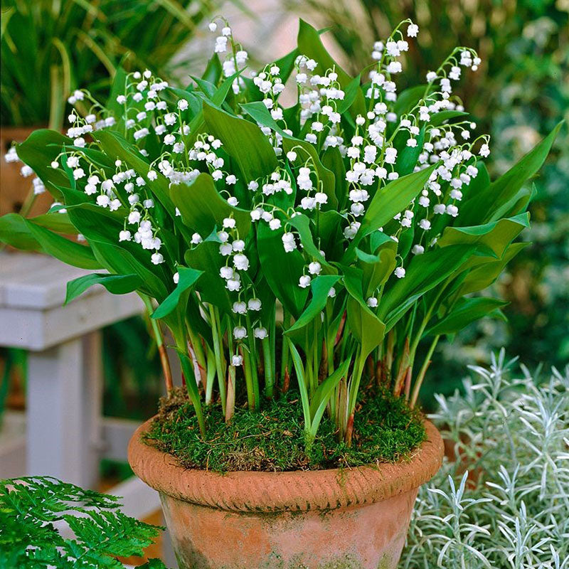 Lily of the Valley Roots