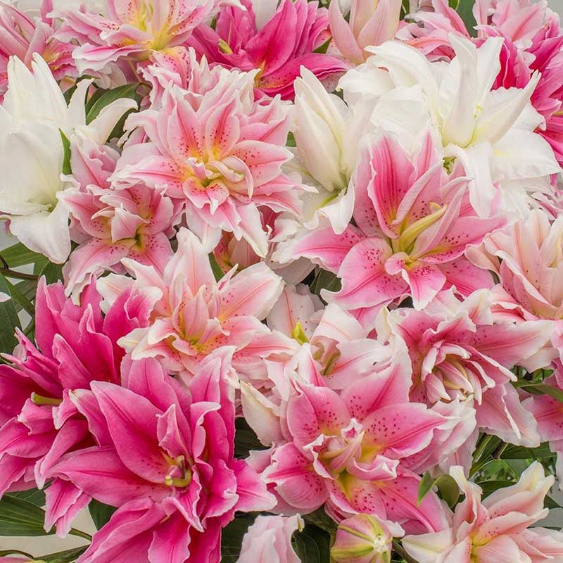 Double Oriental Lily Bulbs - Mixed, Flower Bulbs