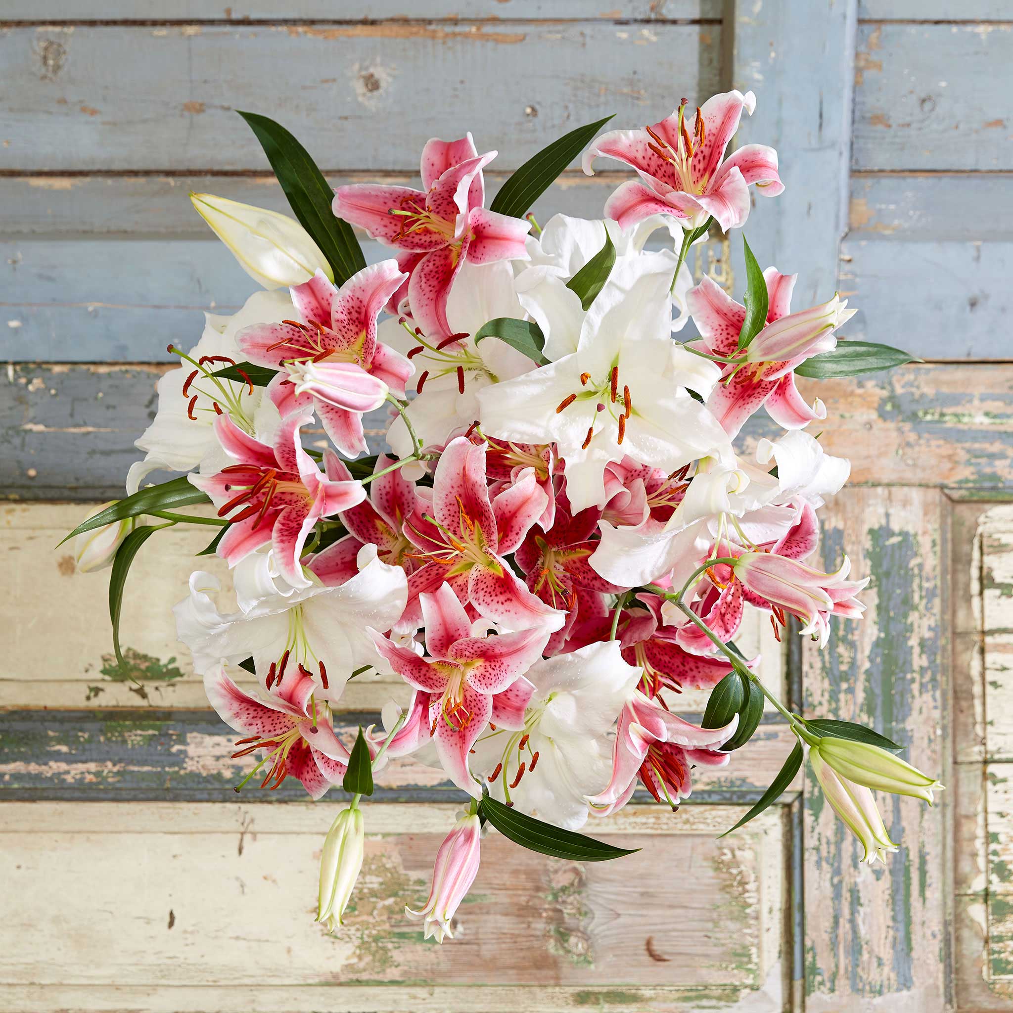 white lily casablanca Lily Bulbs - Stargazer & Casablanca Mix | Flower Bulbs
