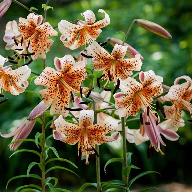 lily tiger babies