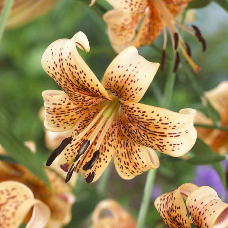 lily tiger babies