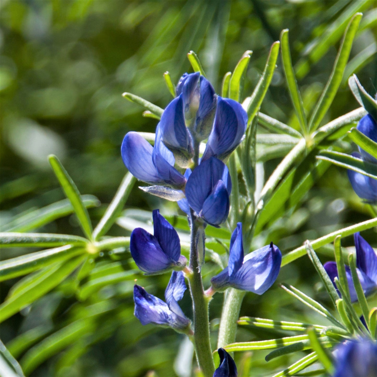 arroyo lupine