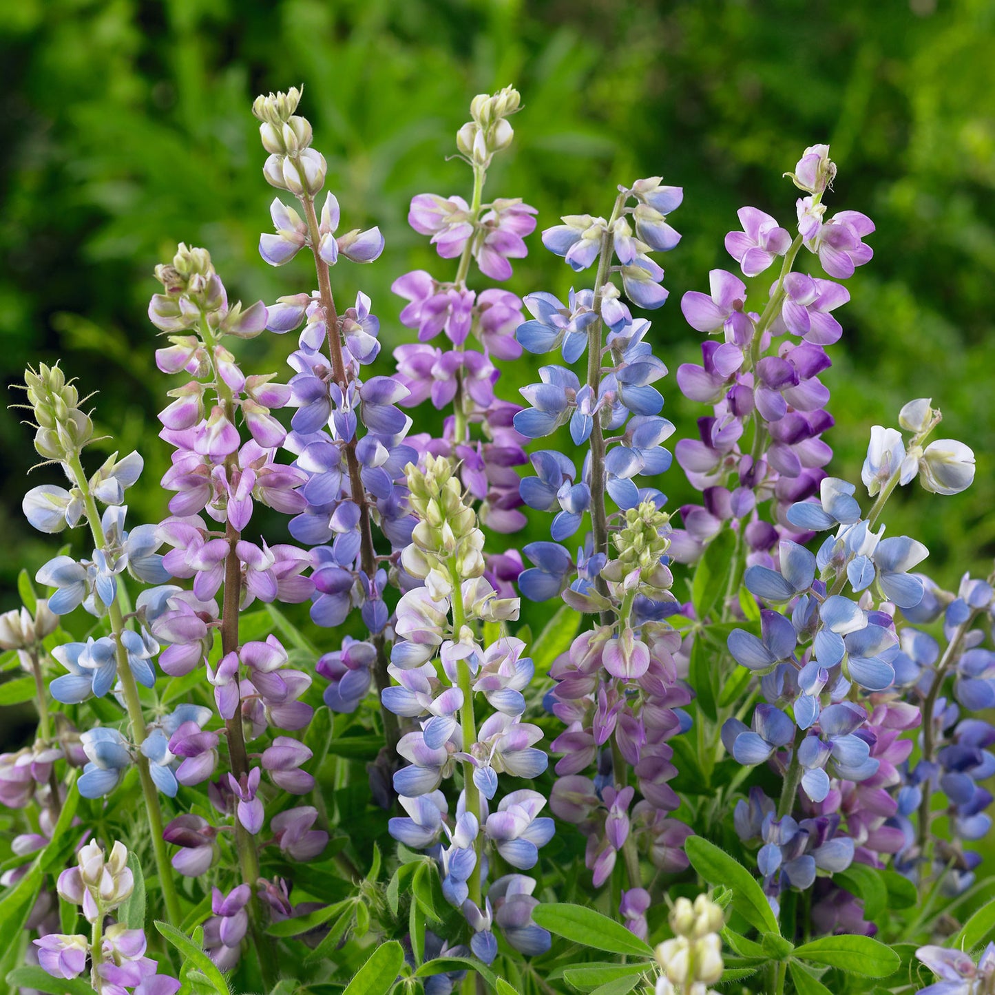 lupine hartwegii mix