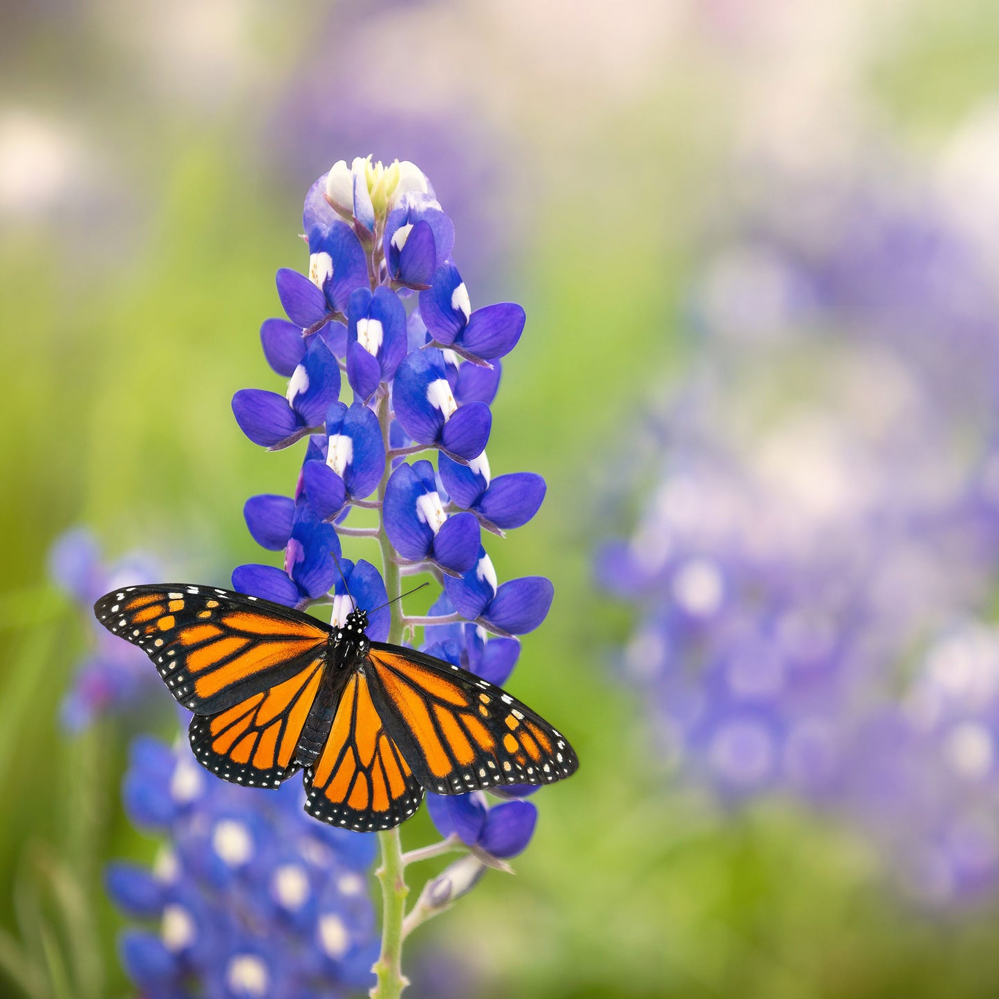 texas bluebonnet 