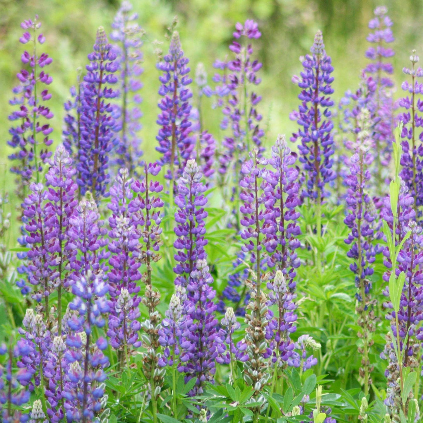 wild lupine 