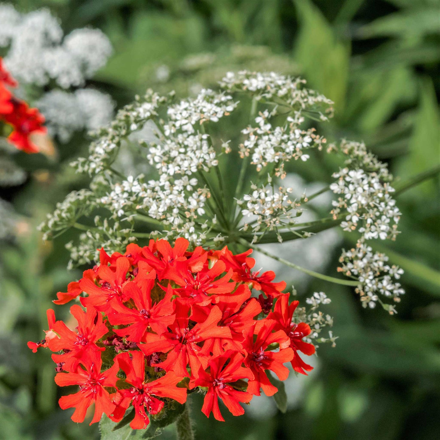 maltese cross