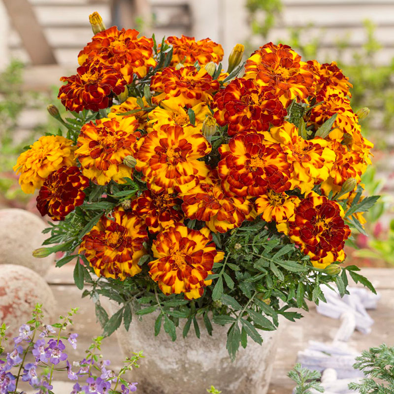 french marigold bolero