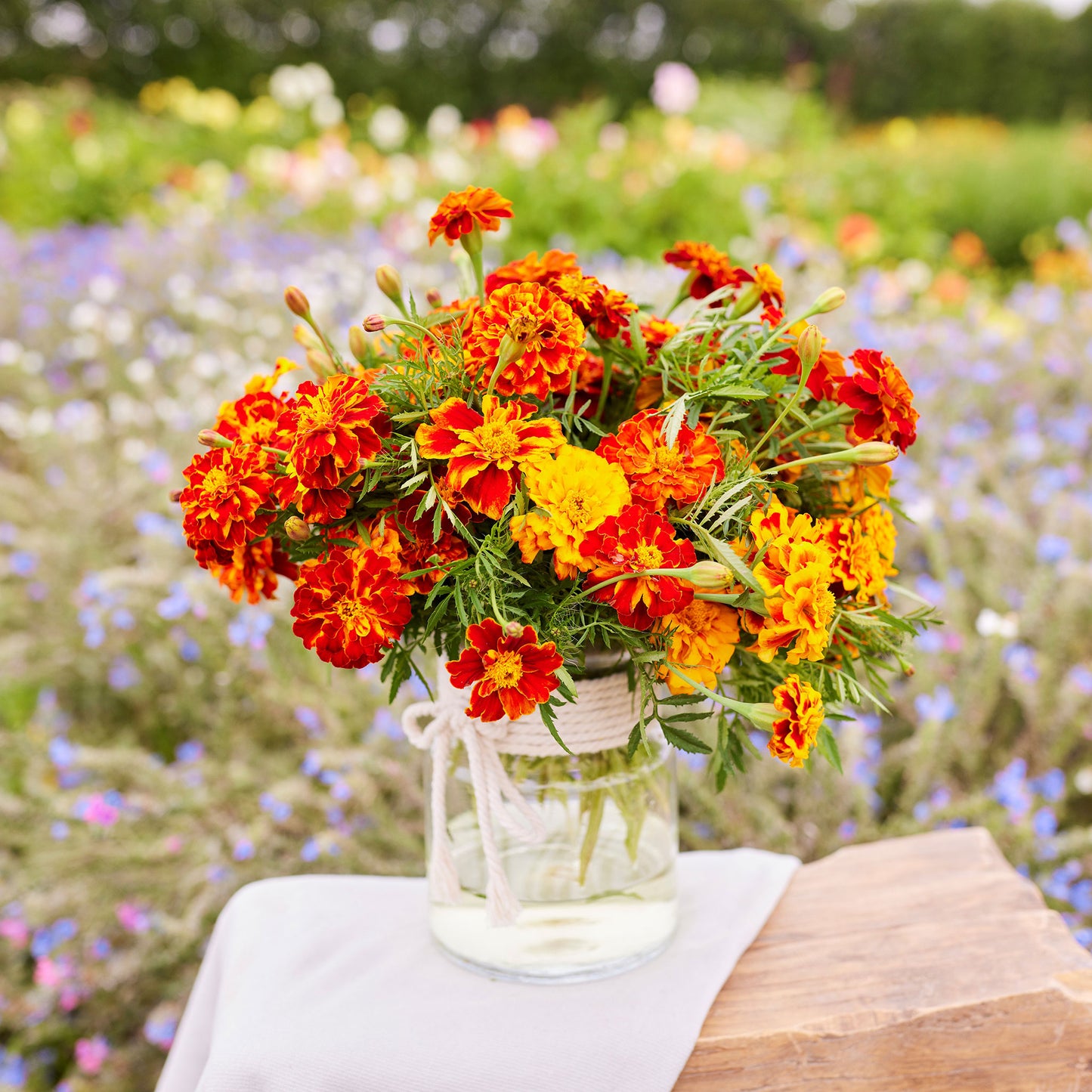 Blooming French Marigold Bonita Mix flowers with yellow petals and red accents in a glass vase.
