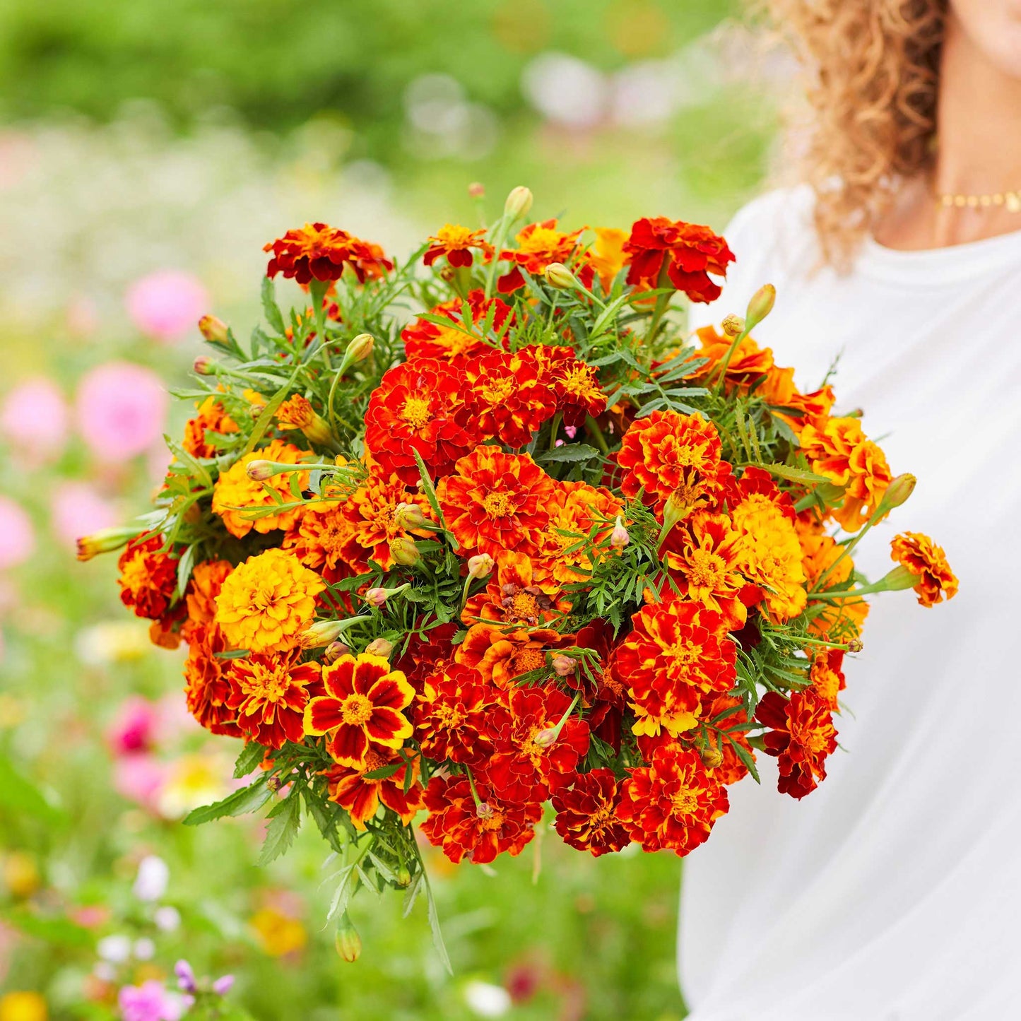 Close-up of bright yellow and orange Bonita marigold flowers with lush green foliage in the background.