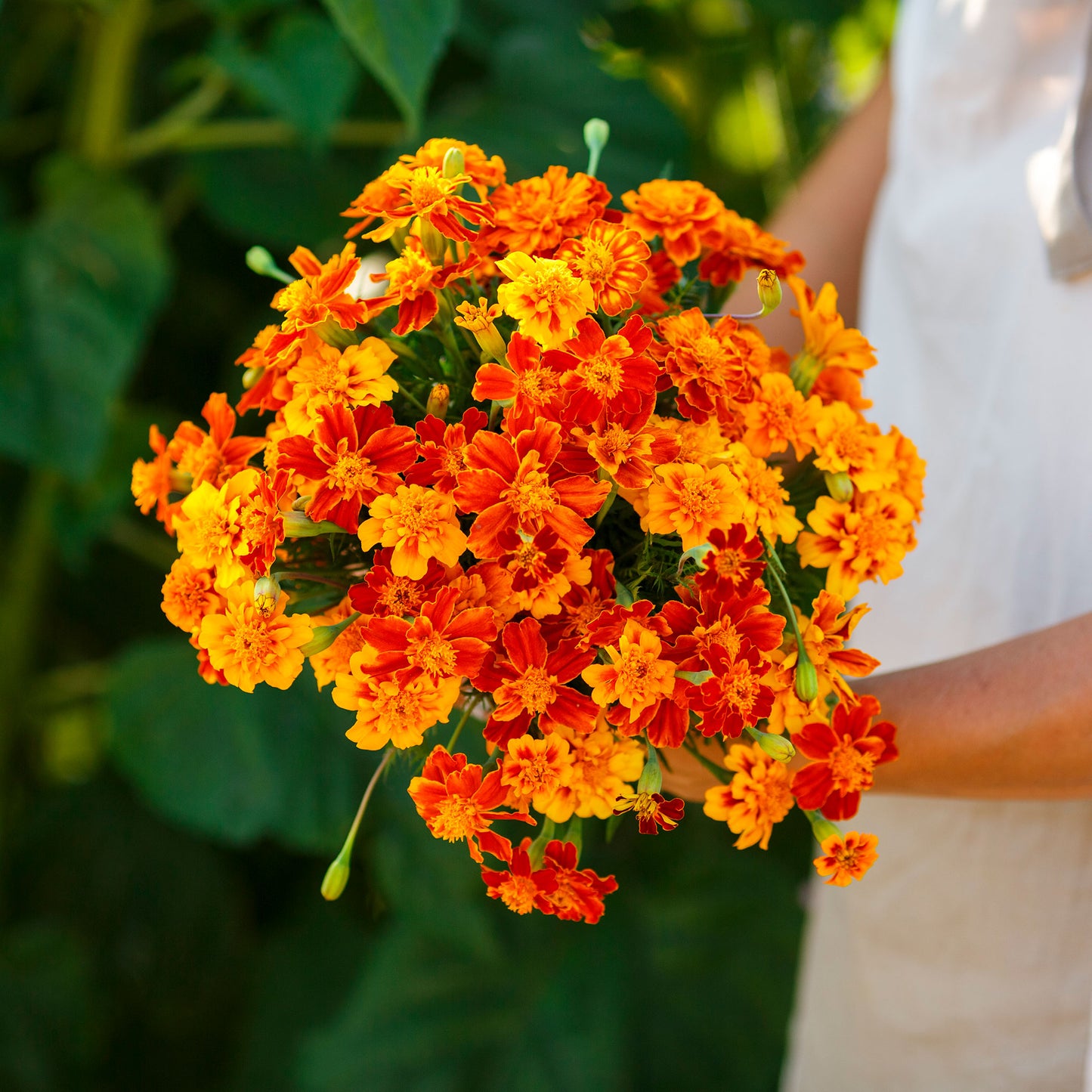 brocade french marigold
