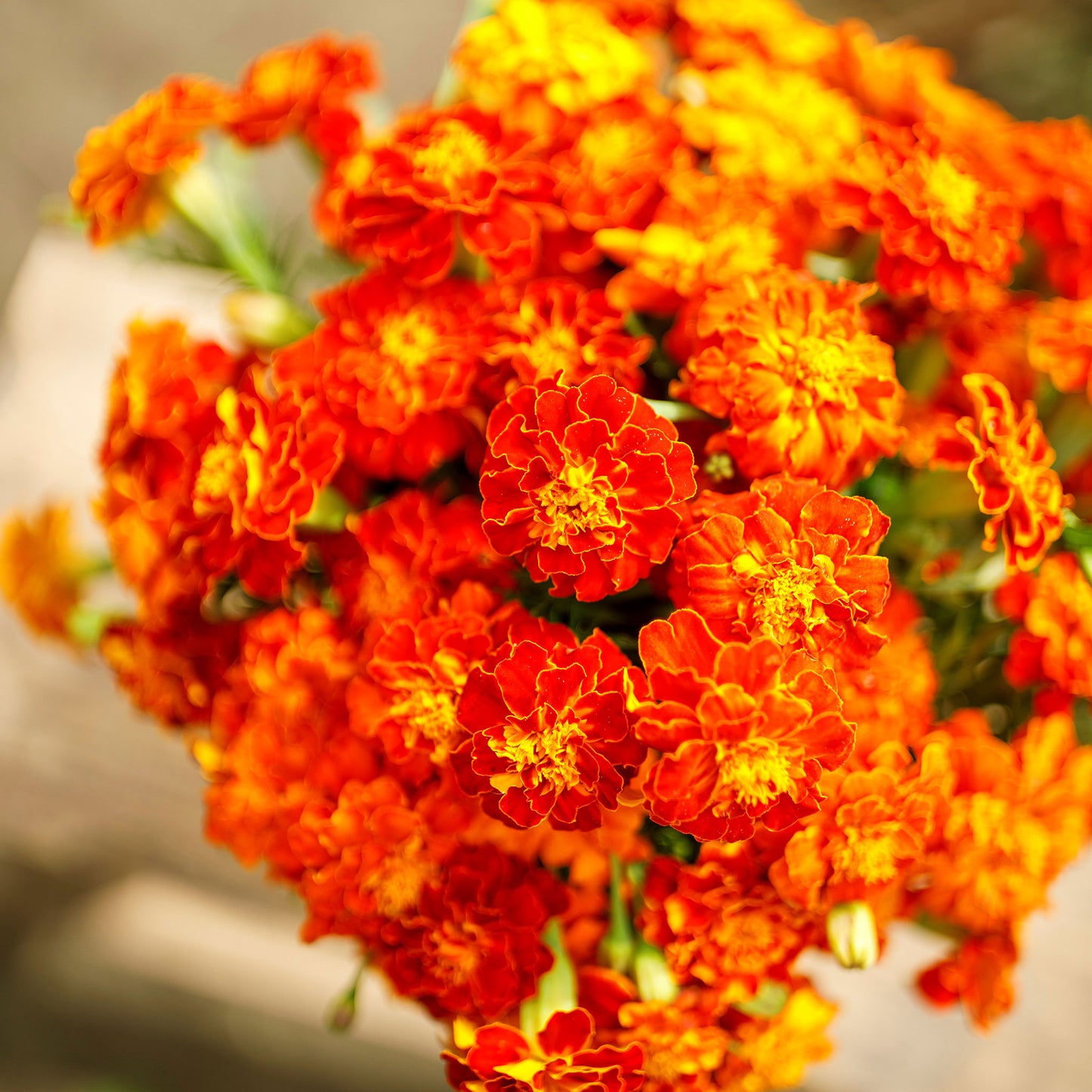 brocade french marigold