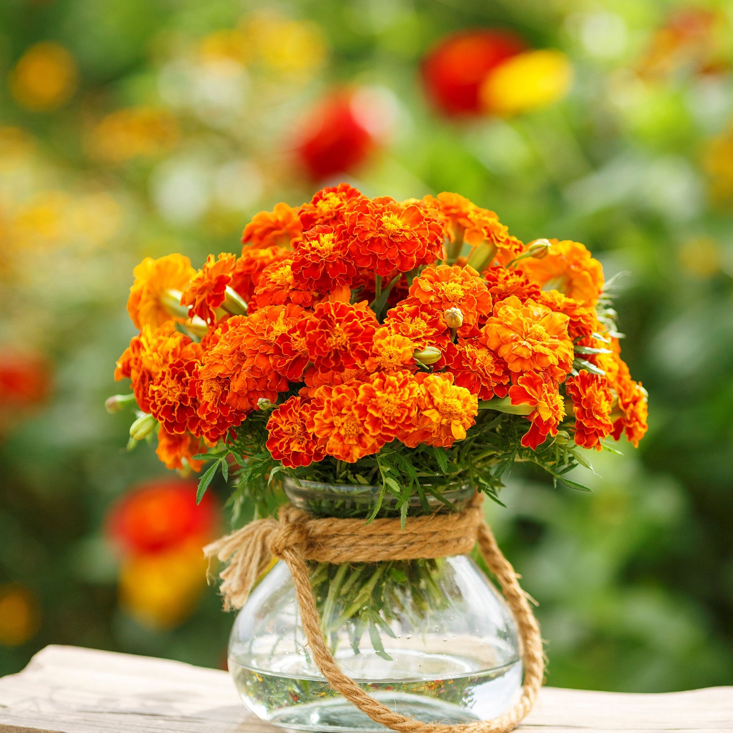 brocade french marigold