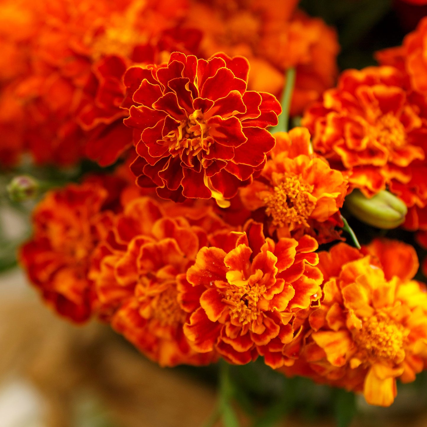 brocade french marigold