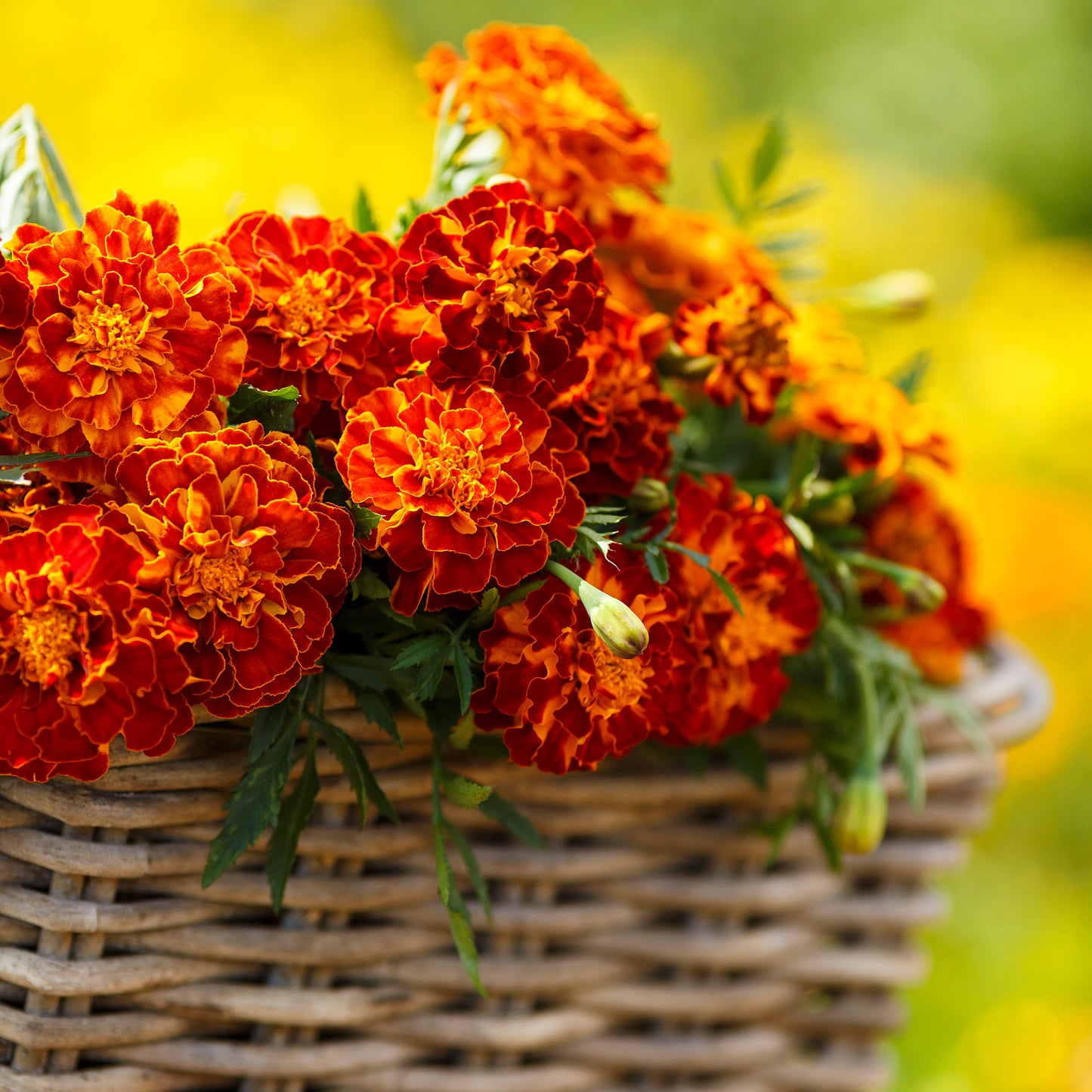 harmony french marigold