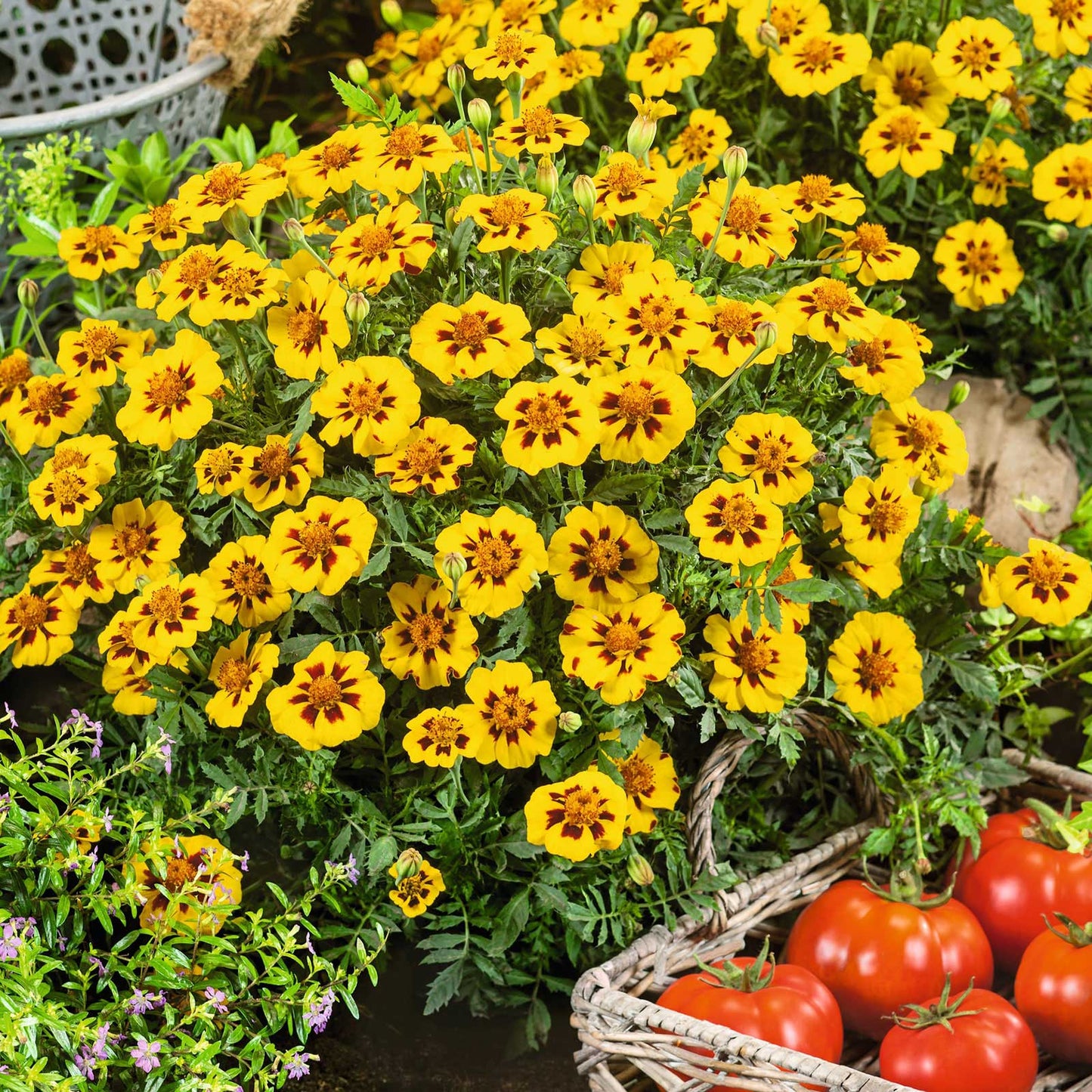 french marigold legion honor