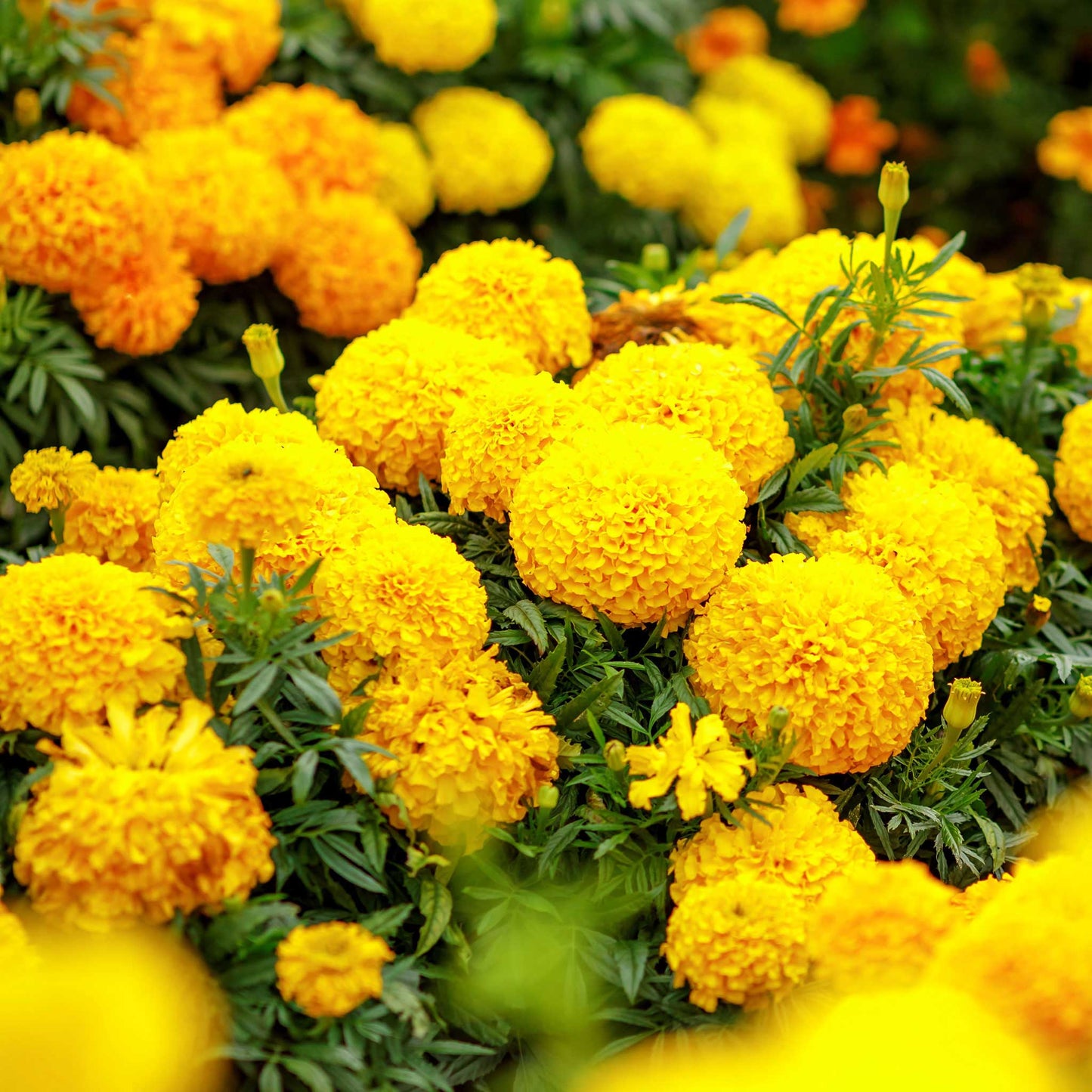 african marigold mary helen