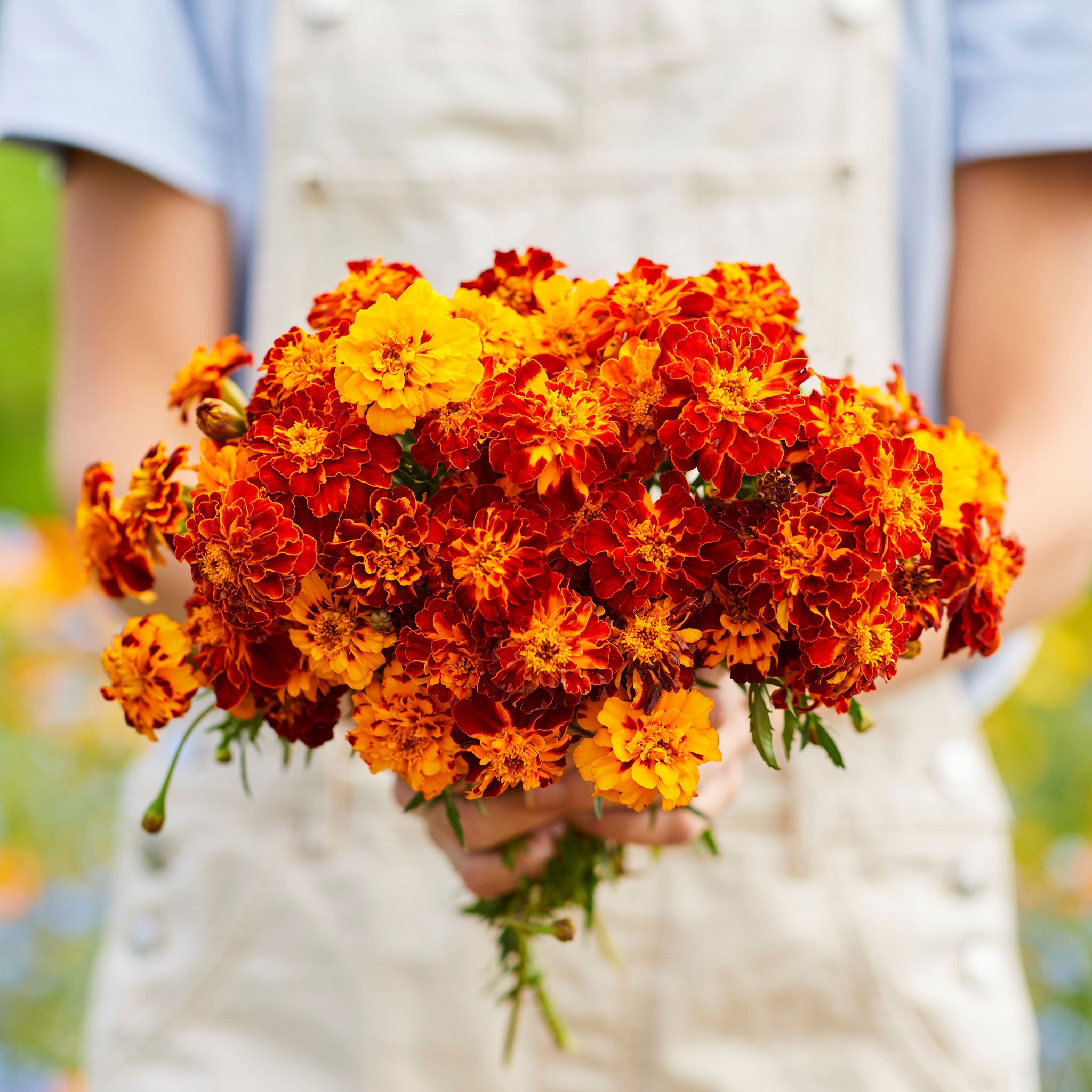 panther french marigold