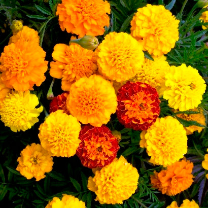 Everwilde Farms - 500 Petite Mix French Marigold Garden Flower