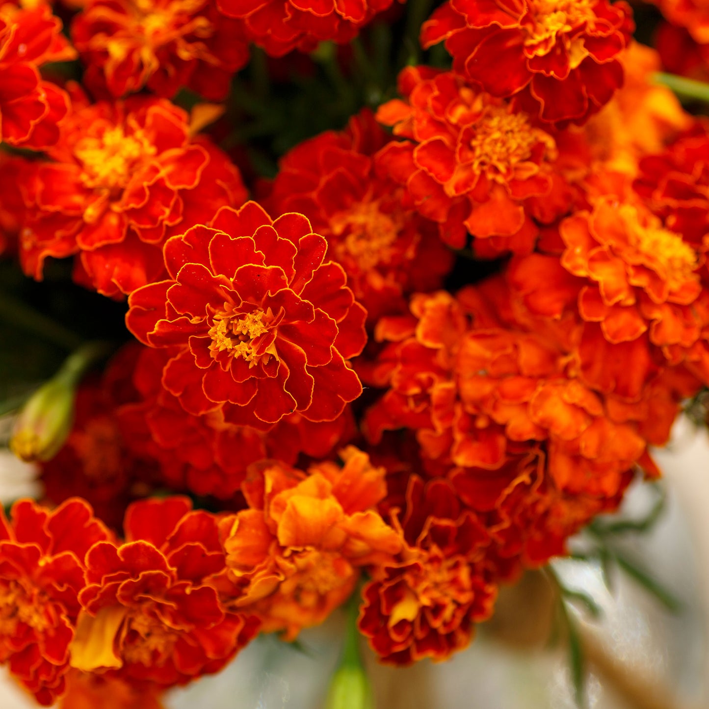 red Cherry french marigold