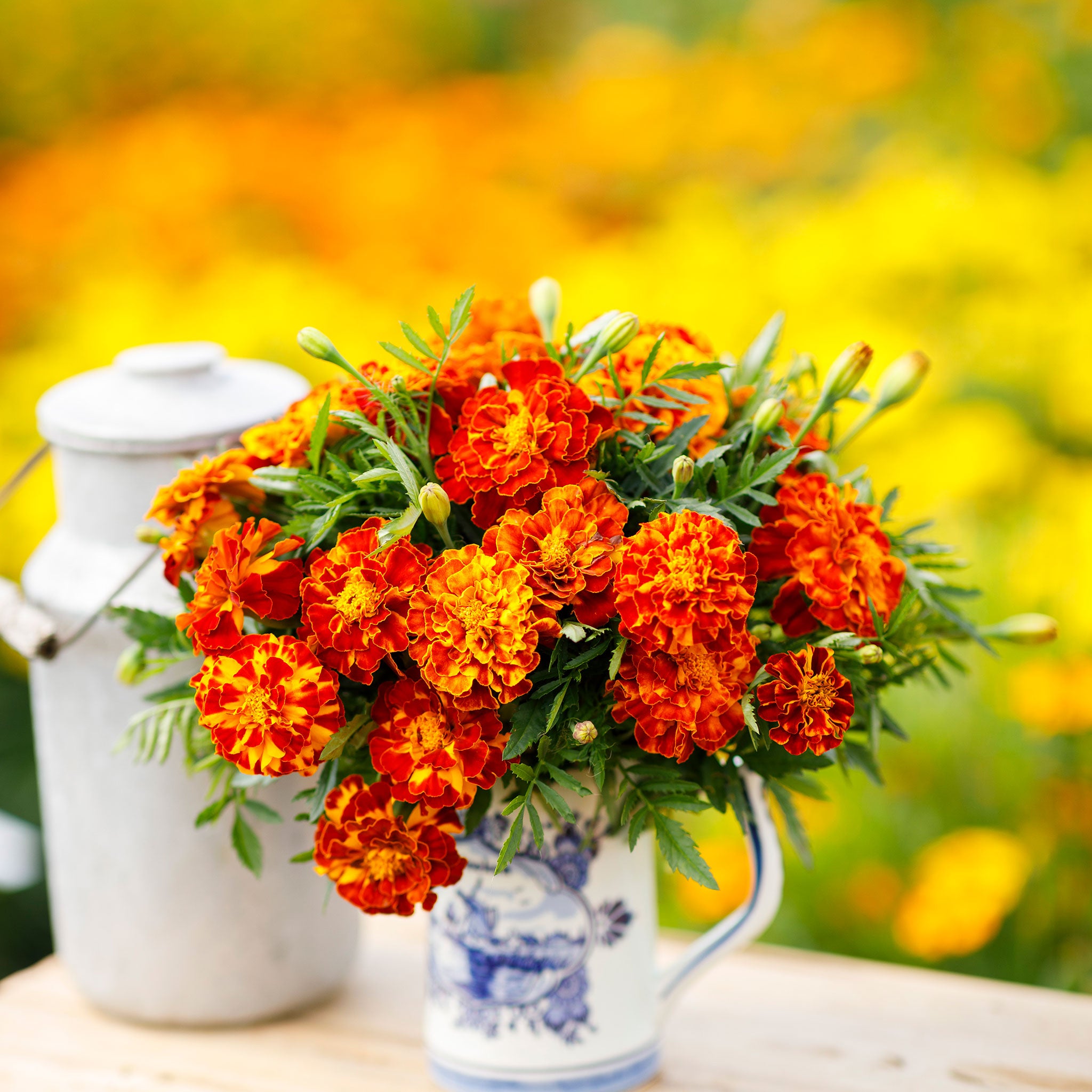 Ceramic vase of orange and yellow sparky mix marigold flowers with green leaves.