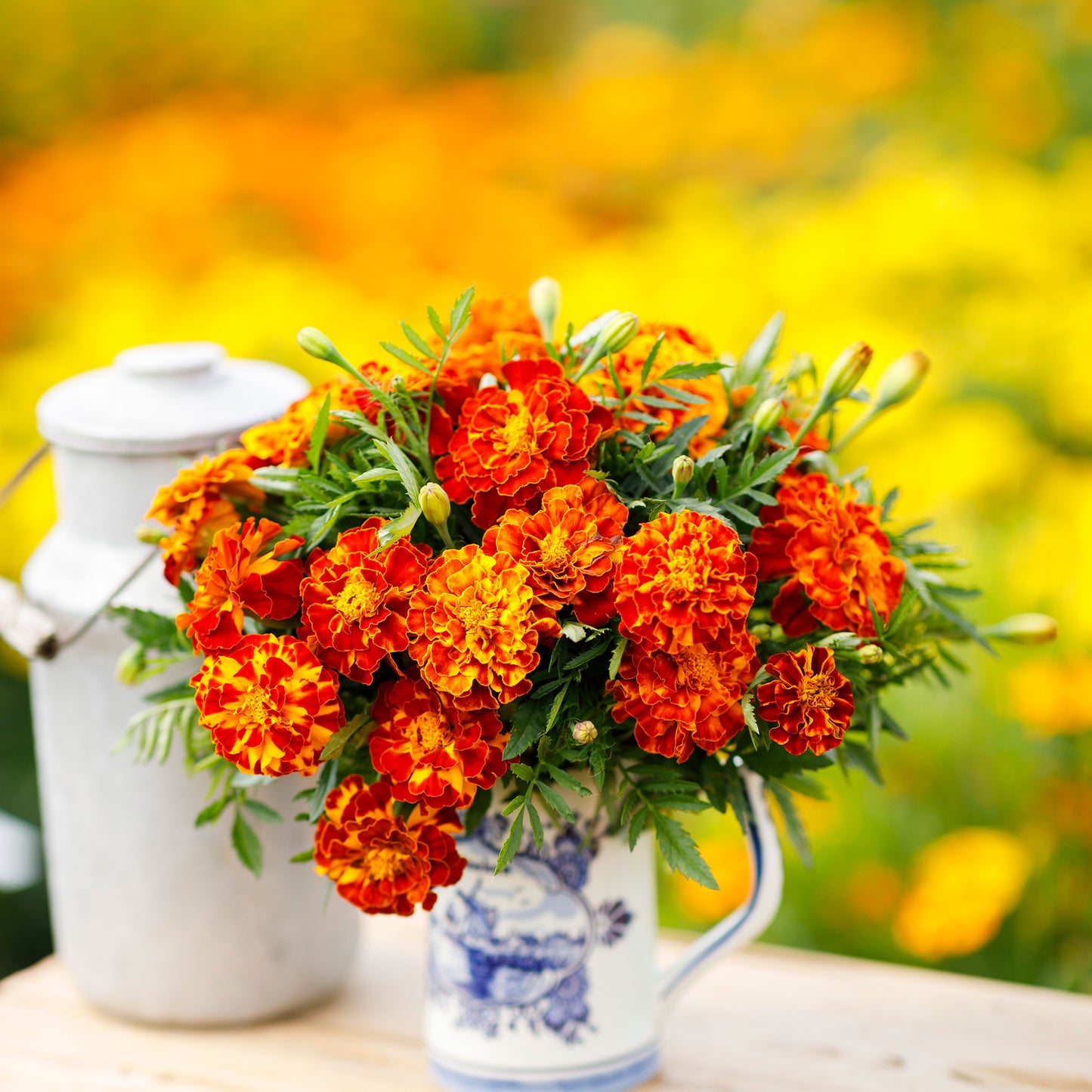 Ceramic vase of orange and yellow sparky mix marigold flowers with green leaves.