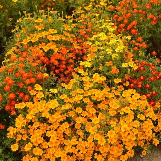 marigold starfire mix