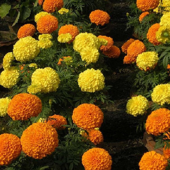 African marigold deals