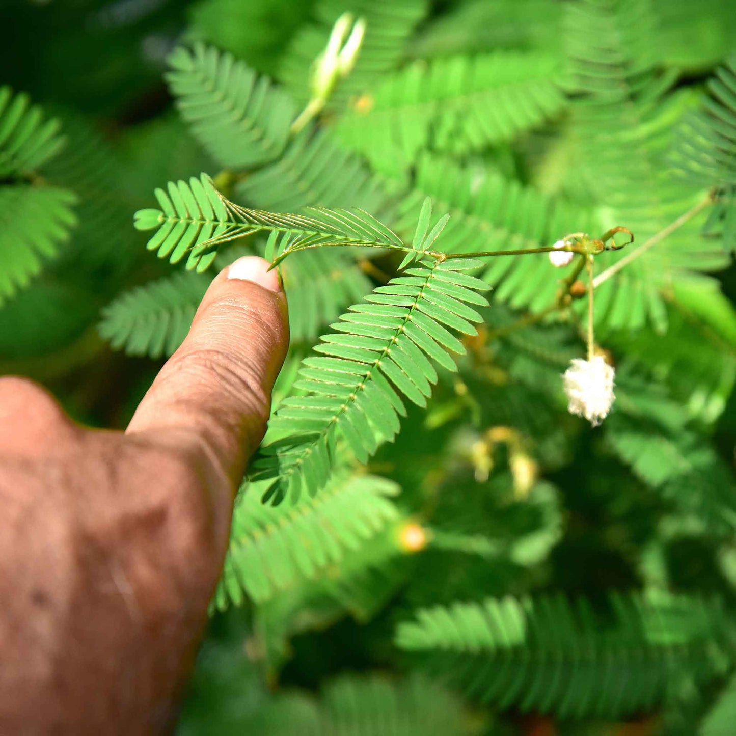 mimosa sensitive plant