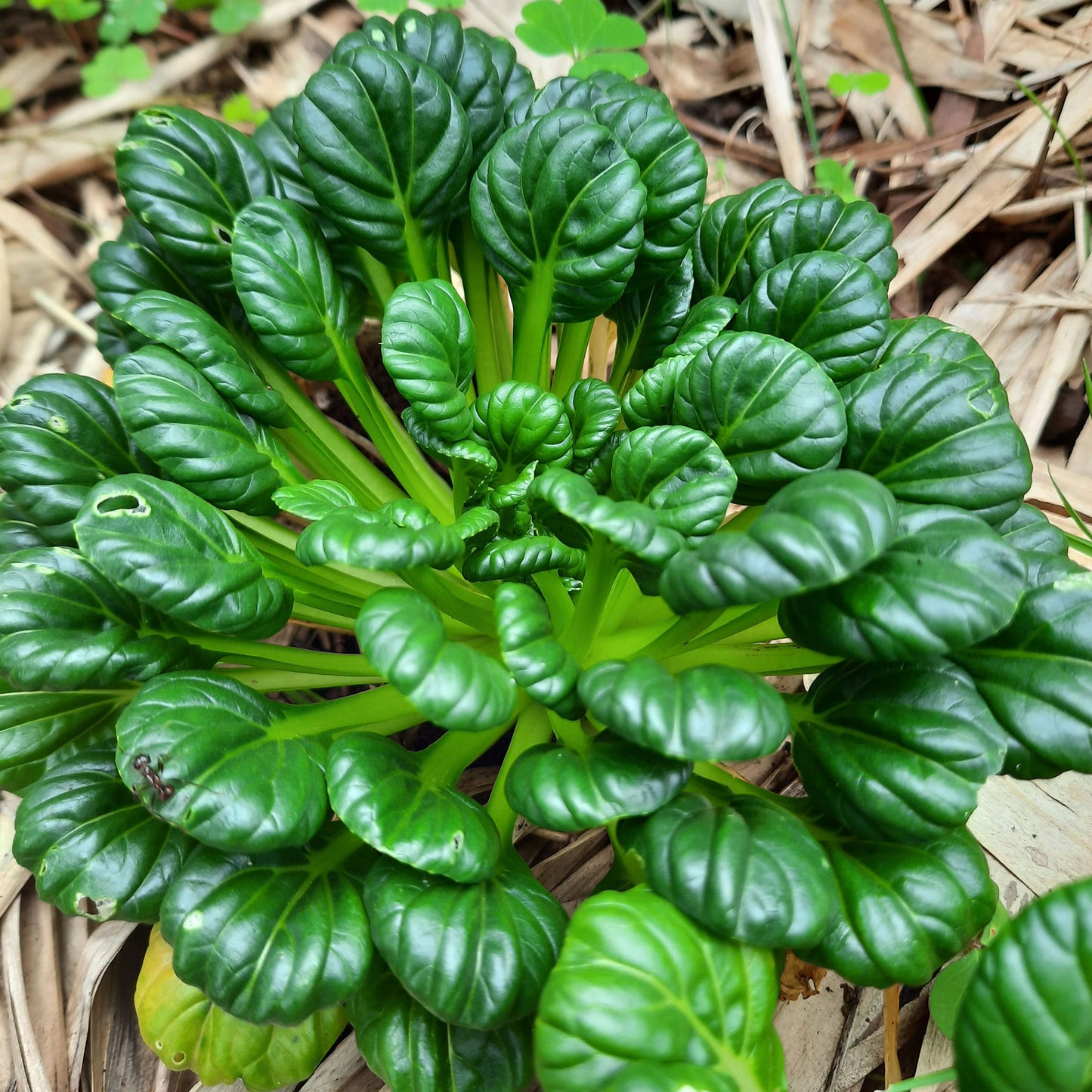 tatsoi mustard 