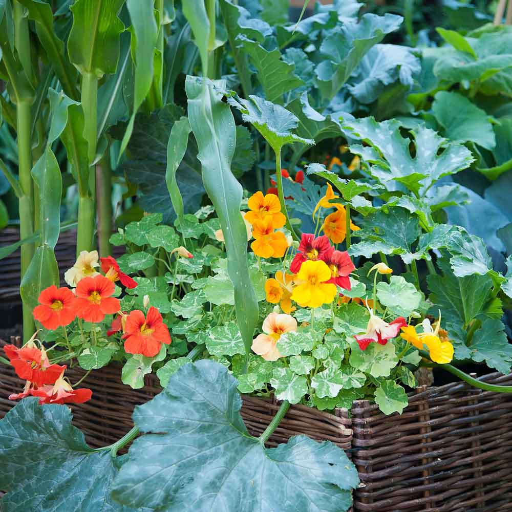 nasturtium alaska mix