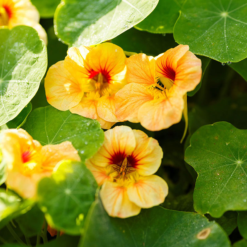 apricot nasturtum