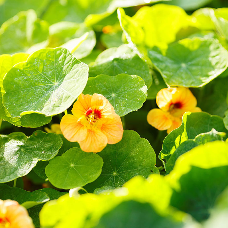 apricot nasturtum