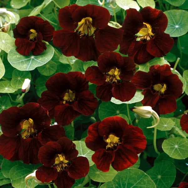 black velvet nasturtum 