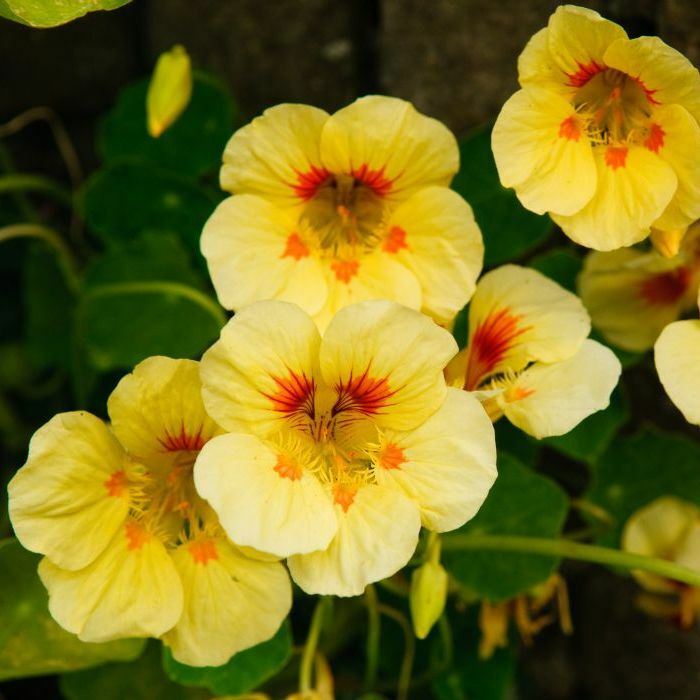 peach melba nasturtum