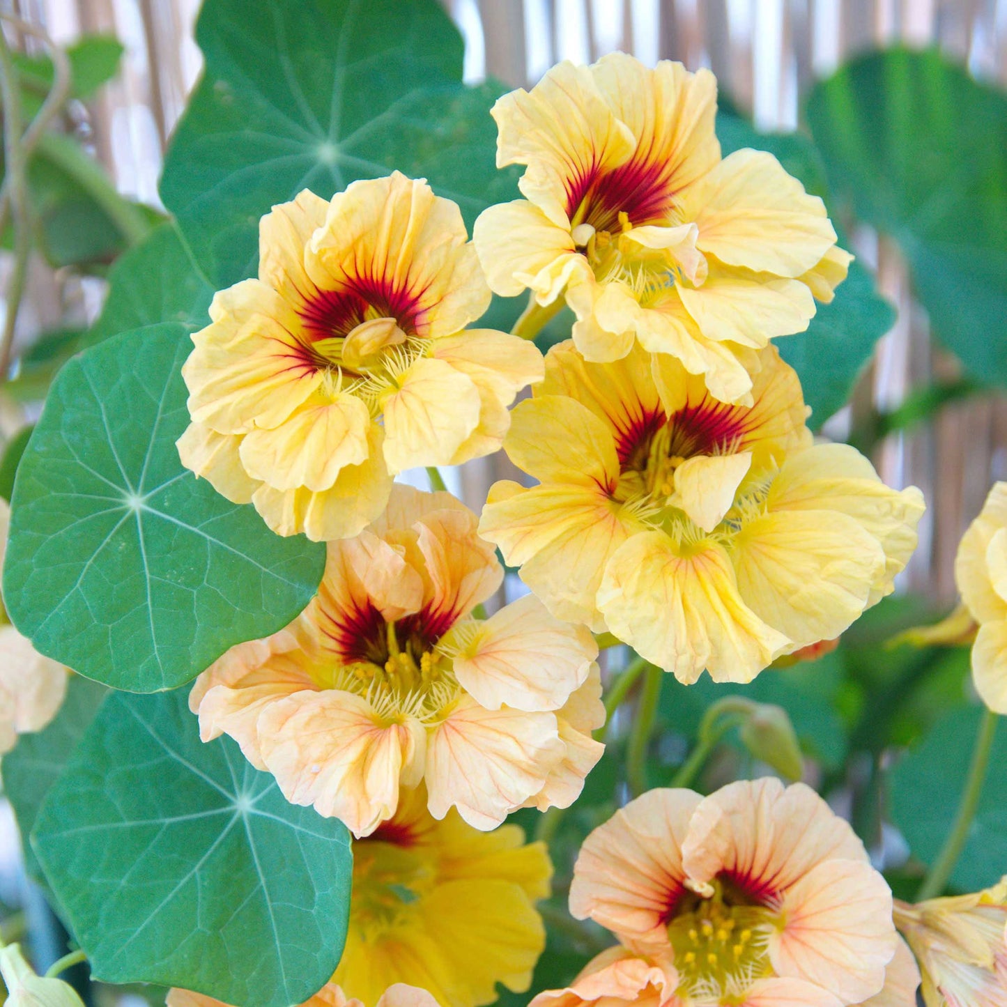peach melba nasturtum