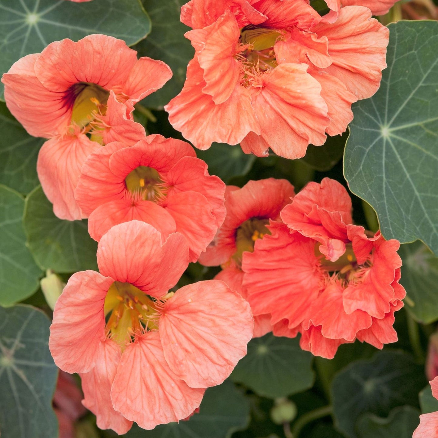 salmon baby nasturtium