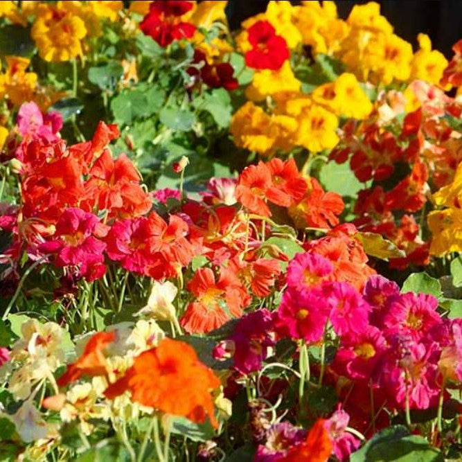 whirley bird double mix nasturtum
