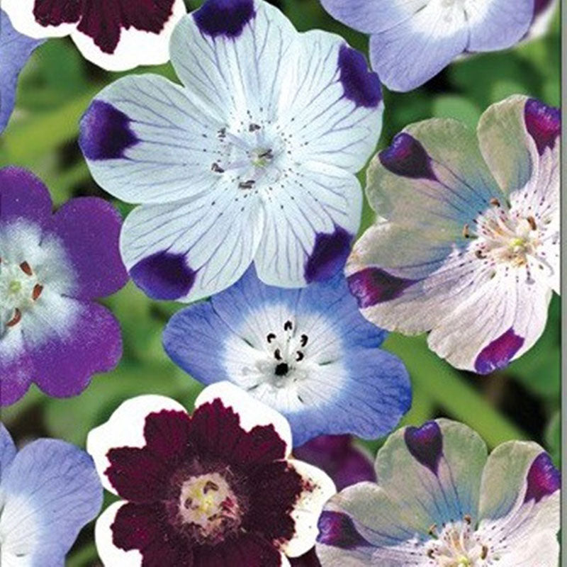 Baby Blue Eyes Seeds - 1 Pound, Flower Seeds, Eden Brothers