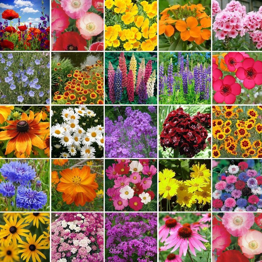 Wildflower Seeds Bulk wildflower-seeds-bulk