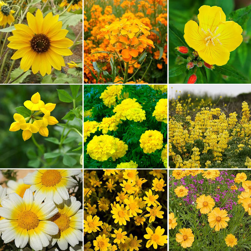 Exclusive Yellow Wildflower Seed Mix