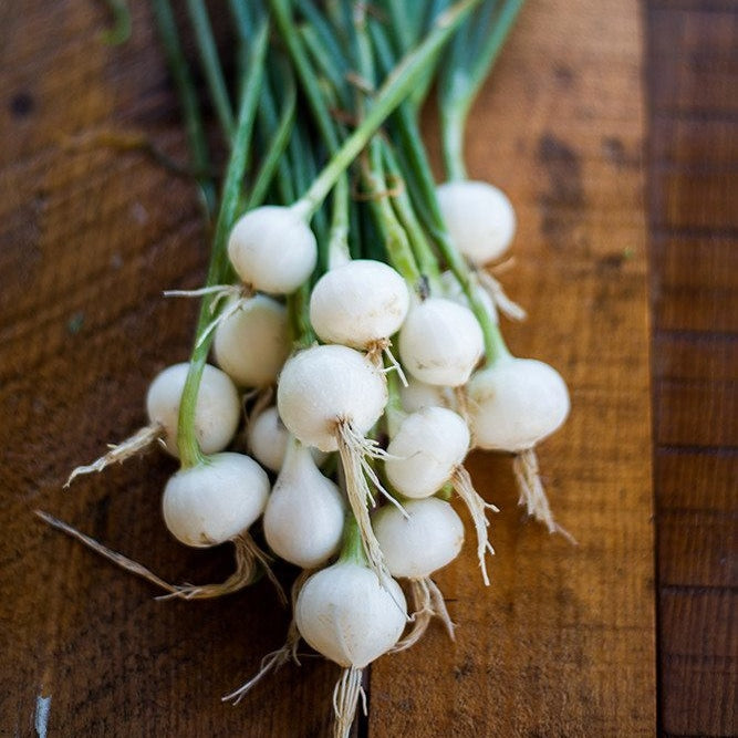 Onion Seeds (Pearl/Pickling) - Crystal White Wax - Ounce, Vegetable Seeds, Eden Brothers