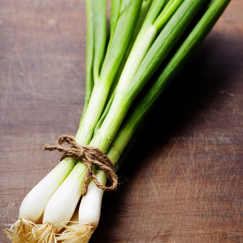 onion evergreen bunching