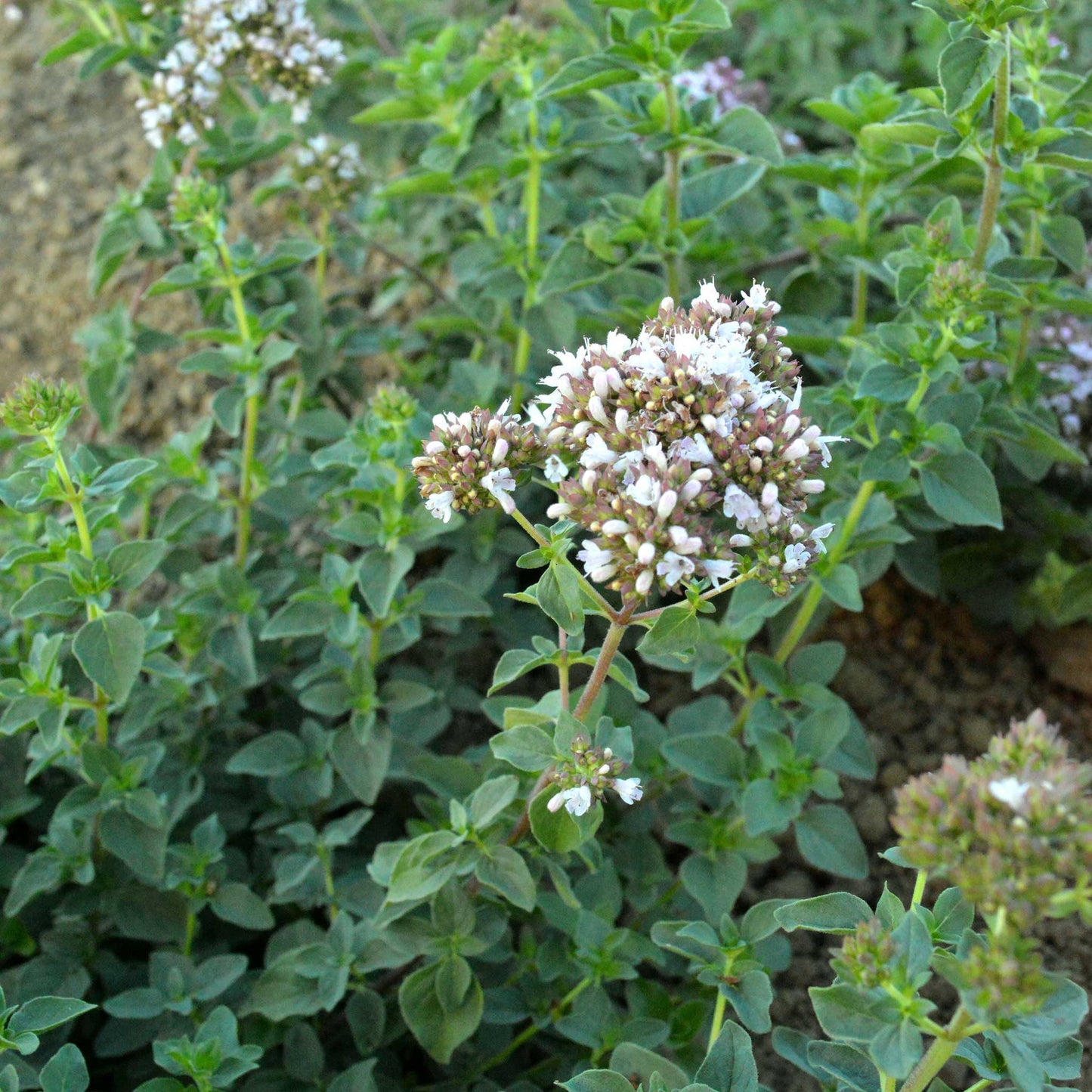 Close-up of oregano plant that is flowering a cluster of white flowers.