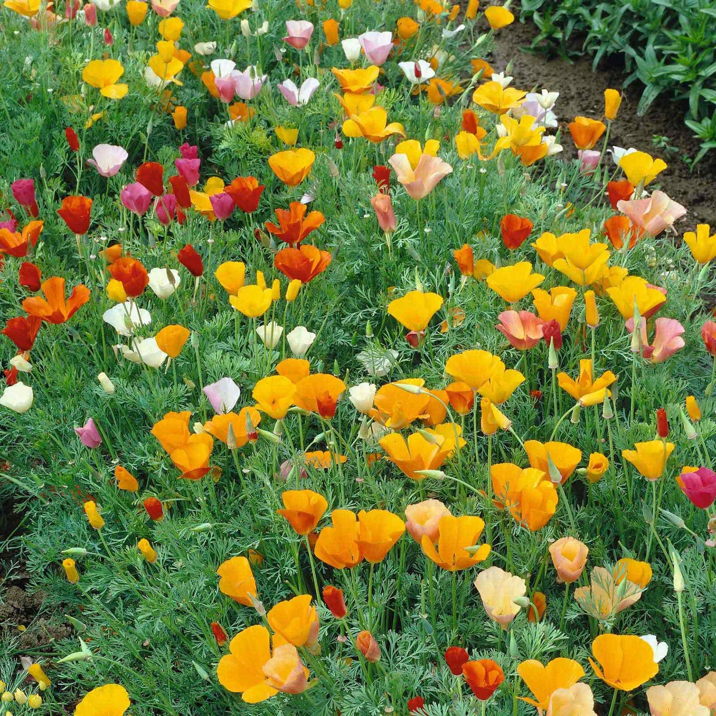 california poppy mix