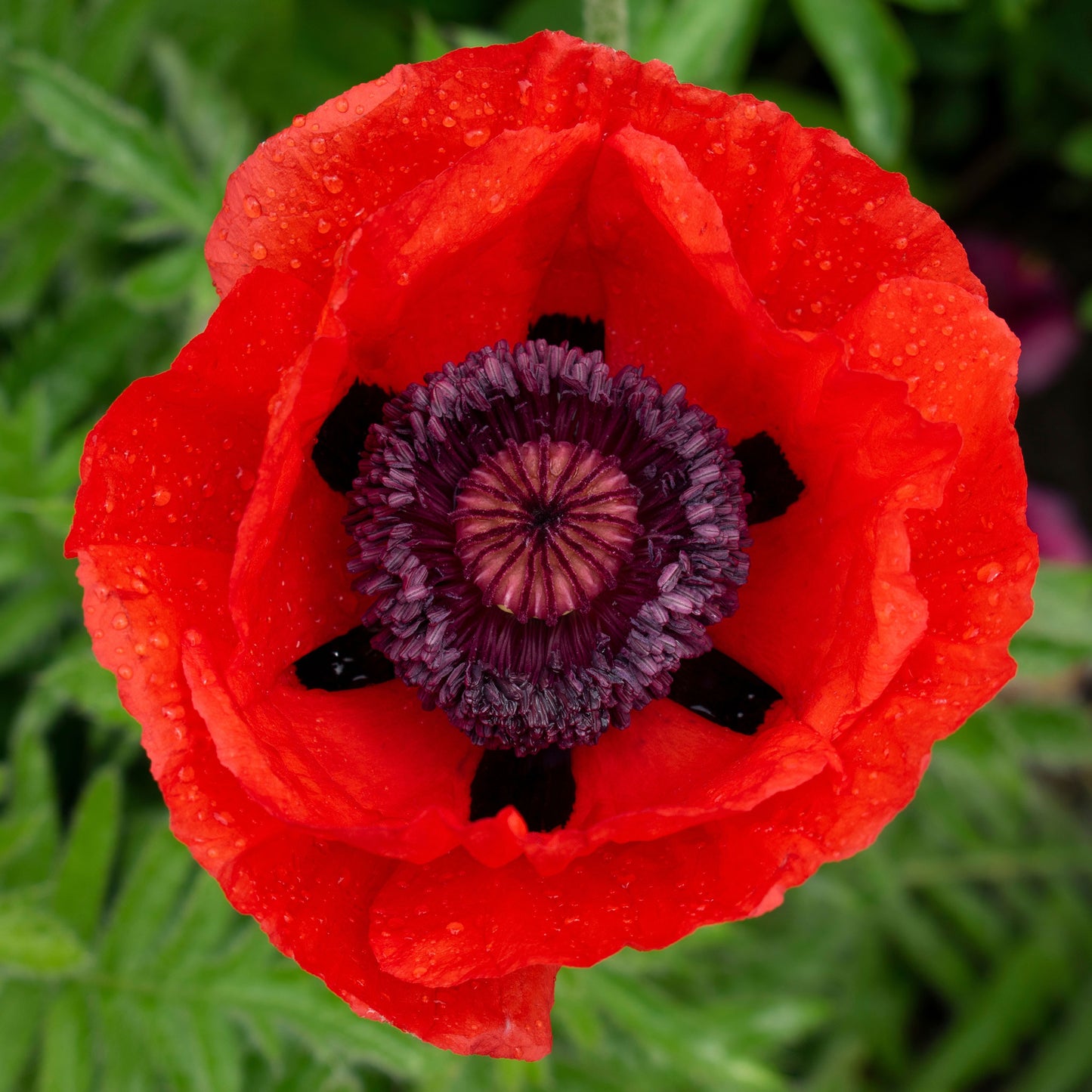 papaver orientale beauty of livermere