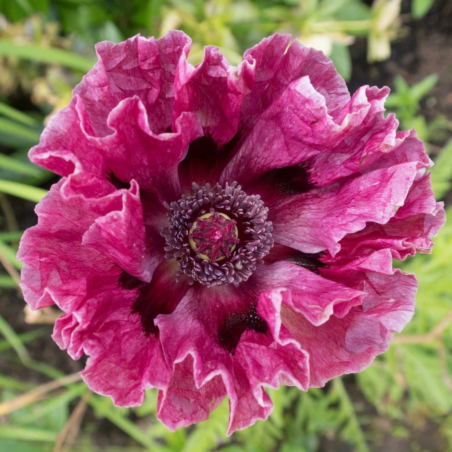 papaver pattys plum